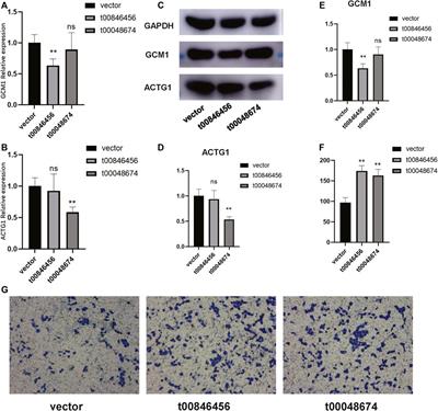 Mitochondrial non-coding RNA in nasopharyngeal carcinoma: Clinical diagnosis and functional analysis